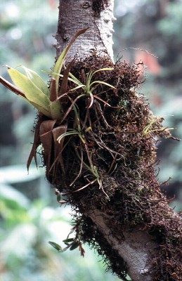 epiphyten auf einem ast
