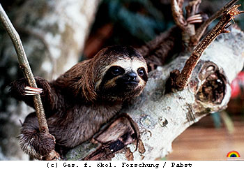 Das Bild eines Faultieres