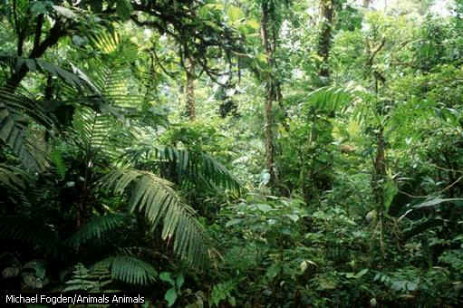 Tropenwald in Costa Rica